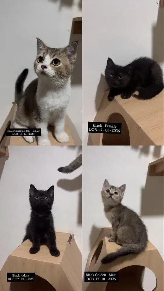 Open adopt bsh non ped bermahar