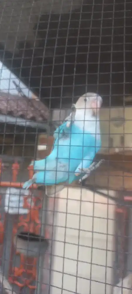Lovebird parblue