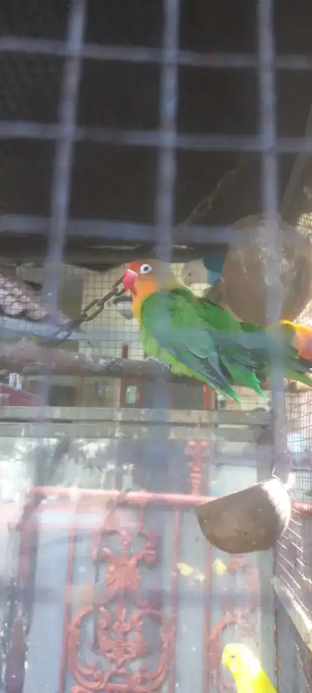 Lovebird josan 3ekor