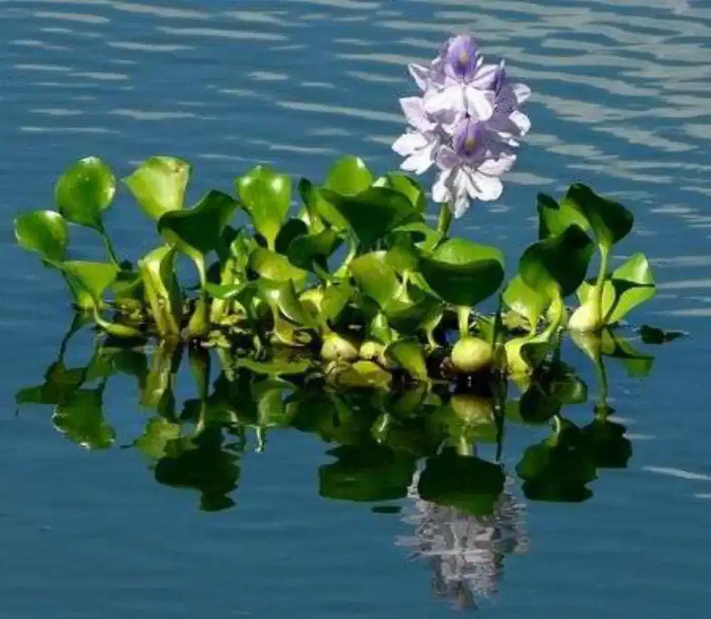 Eceng Gondok jakarta