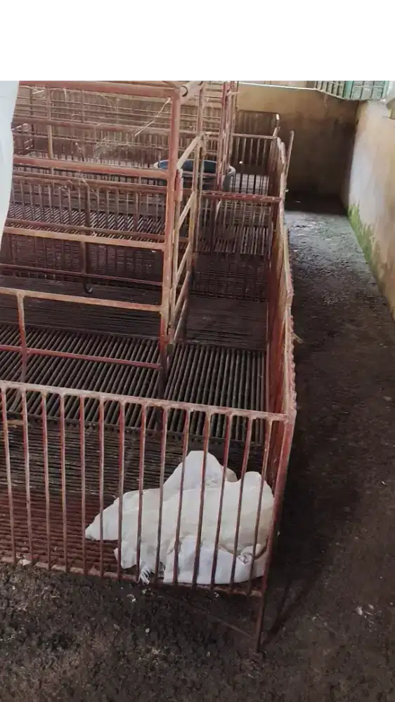 Kandang babi beranak