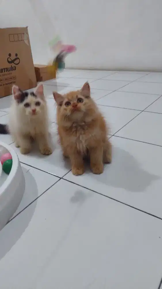 Kucing persia flatnose bulu kapas