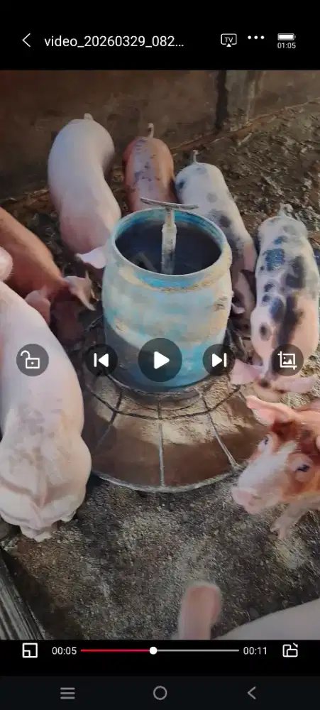 Dijual anak babi 15ekor