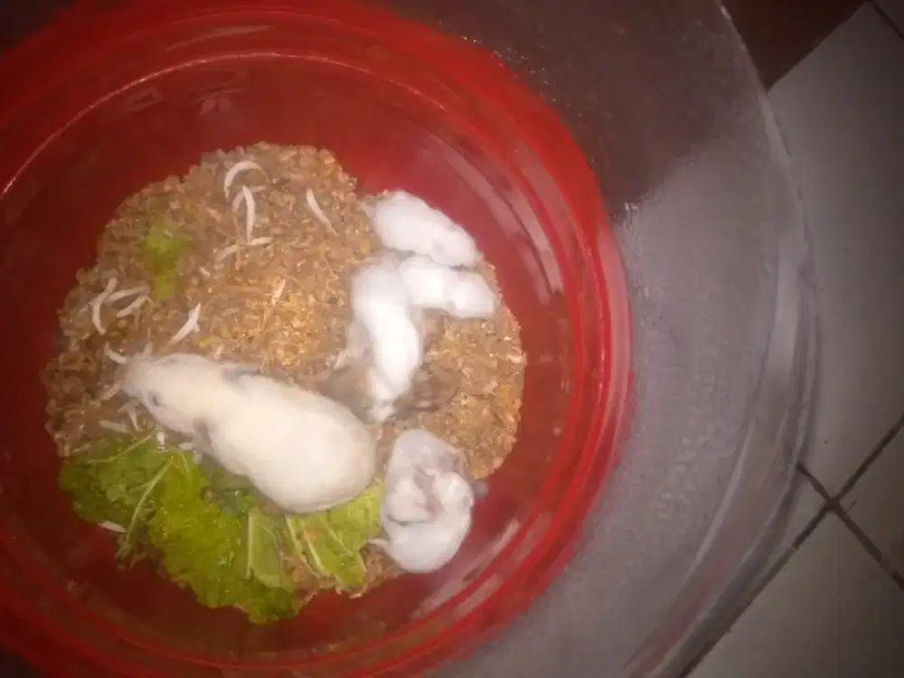 Ready hamster sirian