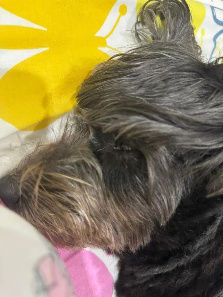 Dicari art yg bisa urus anabul