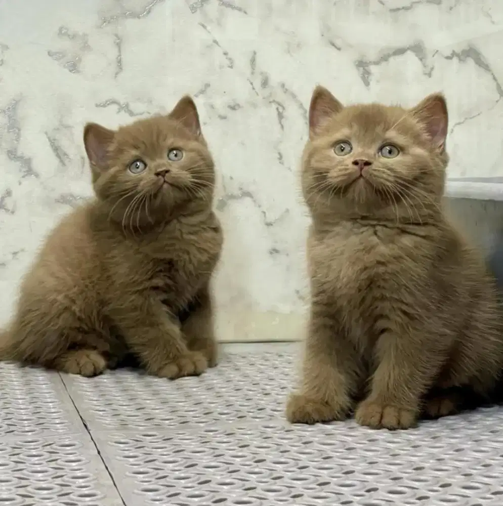 BSH Cinnamon Female Line Import China