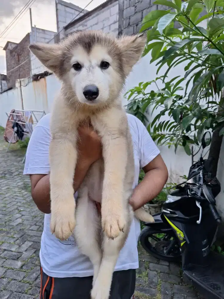FLASH SALE ALASKAN MALAMUTE