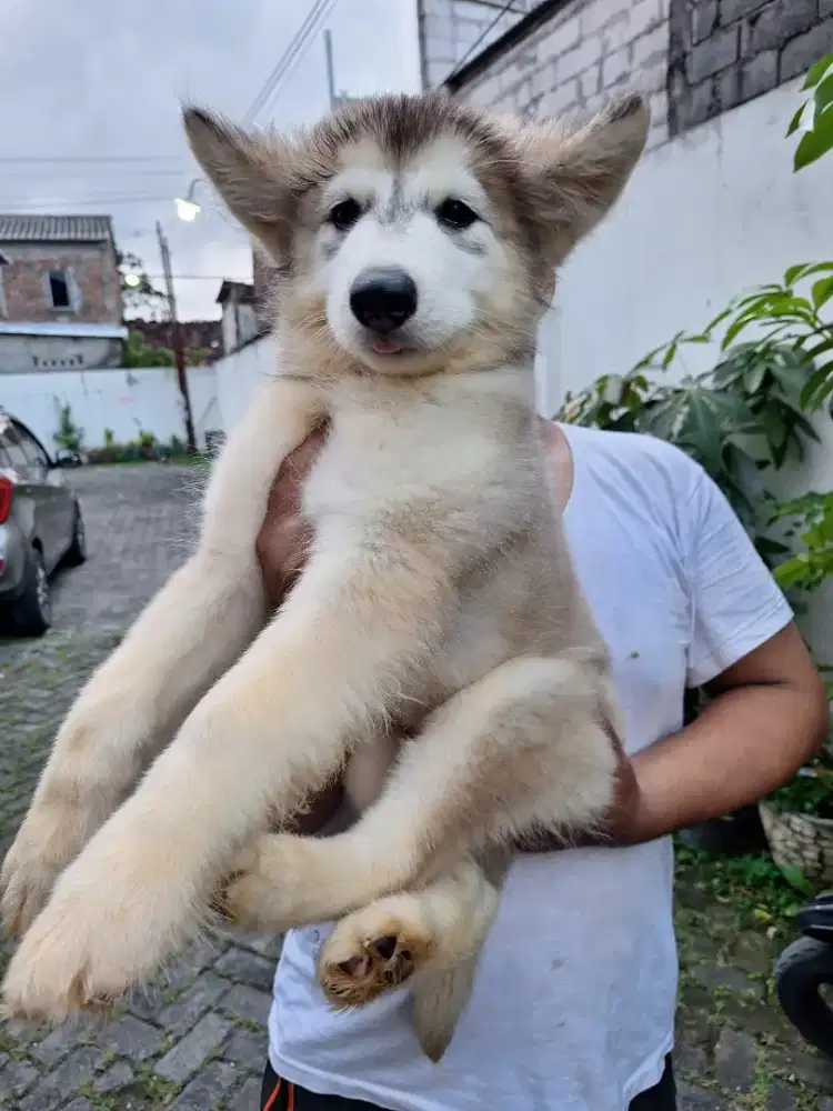 FLASH SALE ALASKAN MALAMUTE