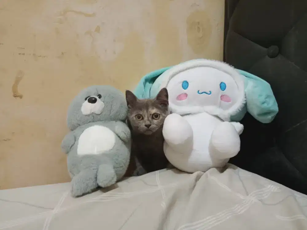 British shorthair blue tortie pure