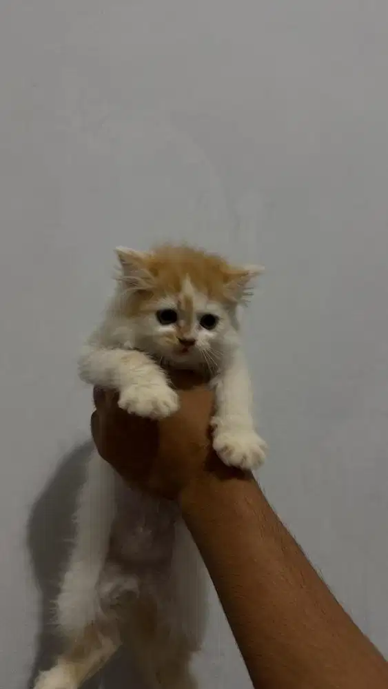 Kucing kitten persia
