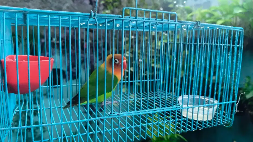 Burung Lovebird Betina Dewasa Siap Huni Plus Kandang & Makanan Gratis!
