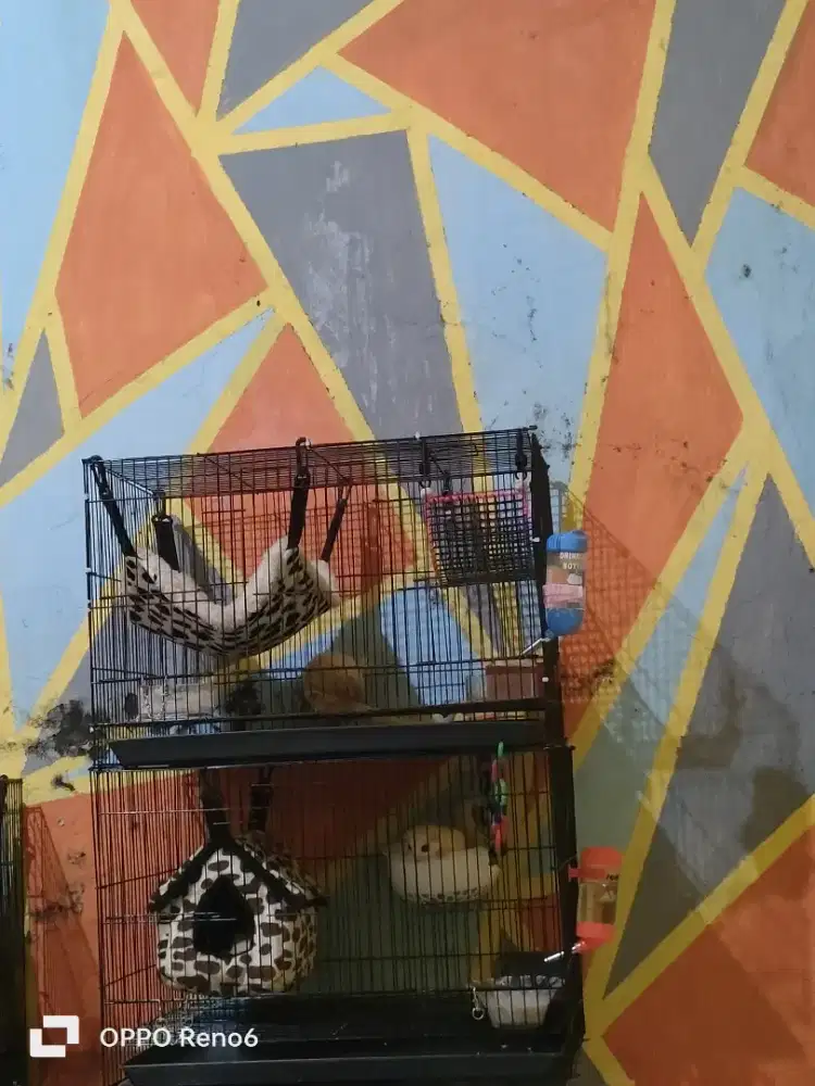 Sugarglider leu dan ceramino