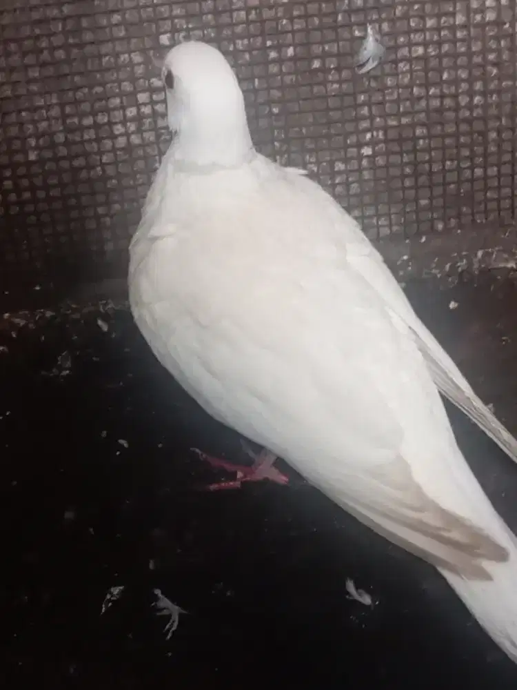 puter putih jantan gacor