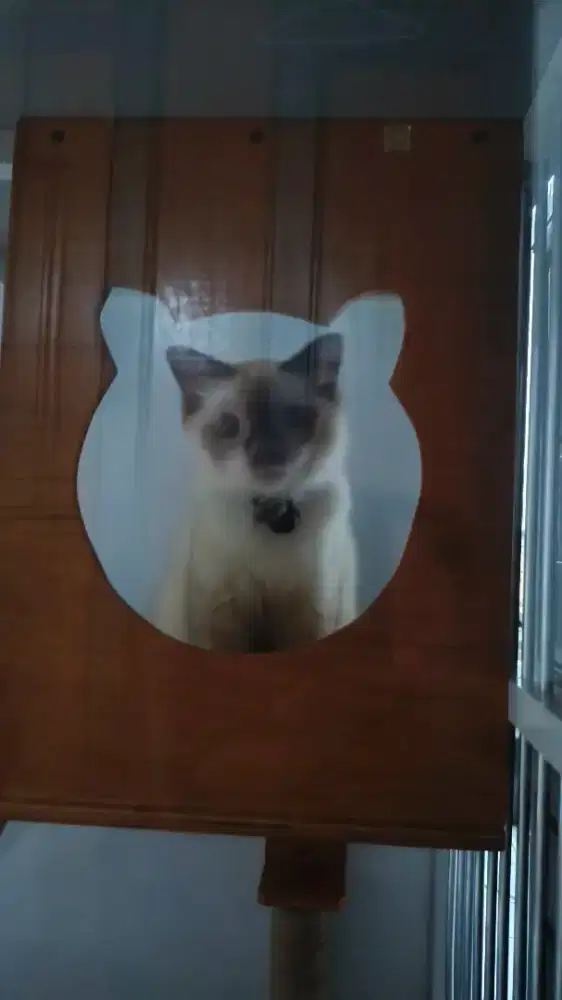 jual kucing lucu warna seal point