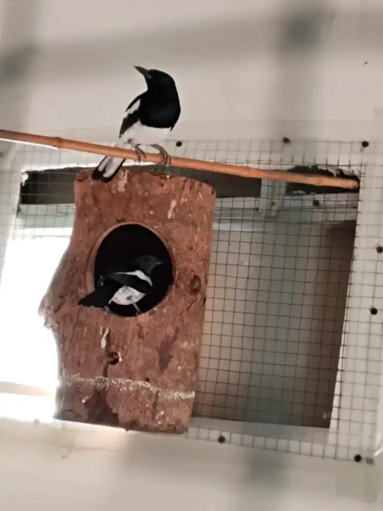 Jual atu bater murah gacor kcar sepasang produksi lancar mtap gacor