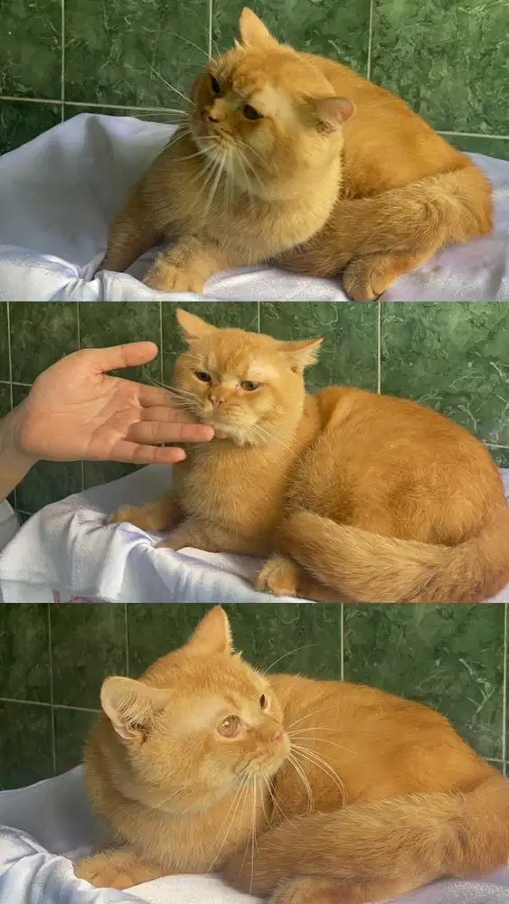 KUCING BSH GOLDEN PEJANTAN TANGGUH