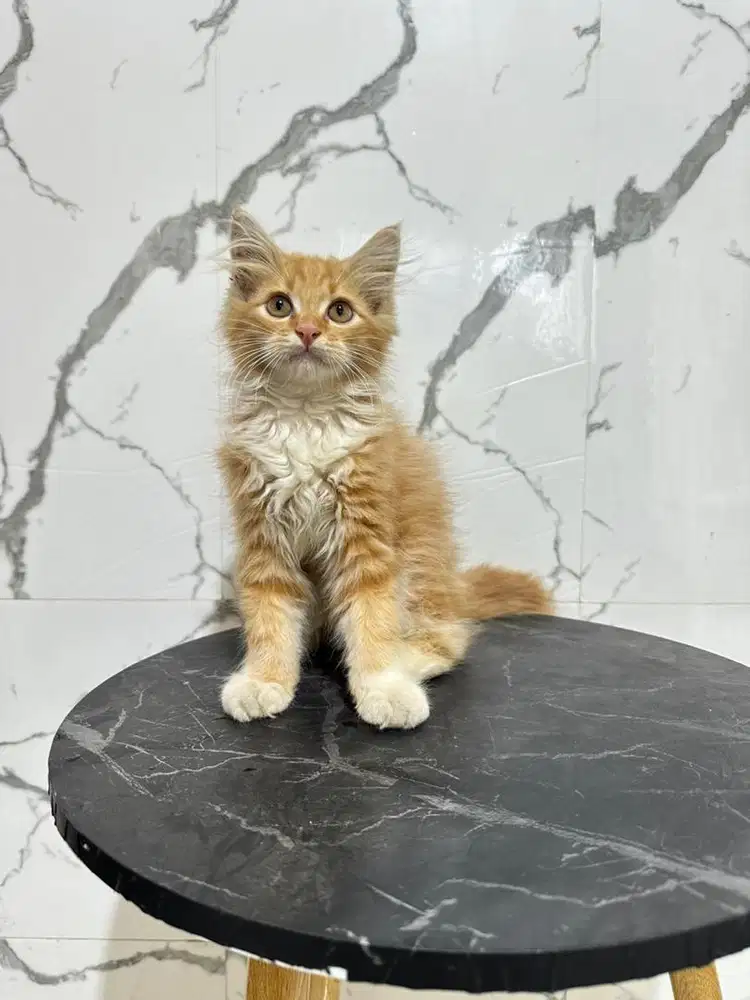 Kucing persia jantan