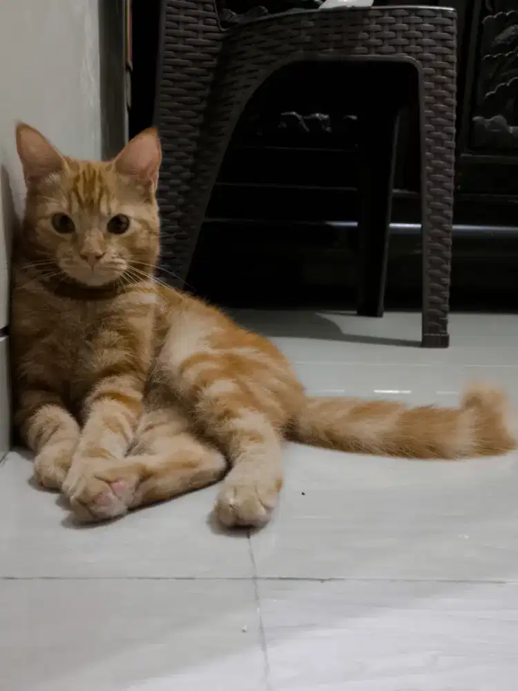 Anak kucing lucu mix dom