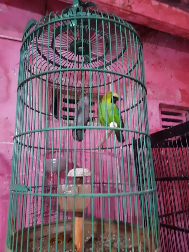 Cjm mini ranting dahvrajin bunyi