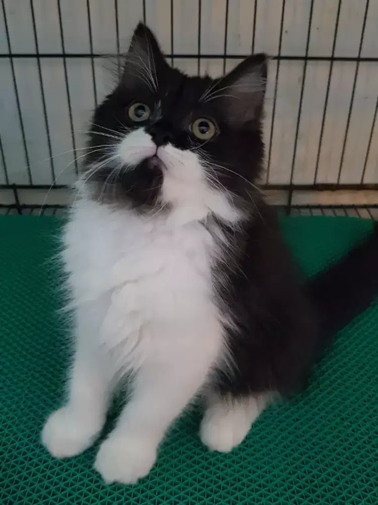 OPEN ADOPT KITTEN PERSIA