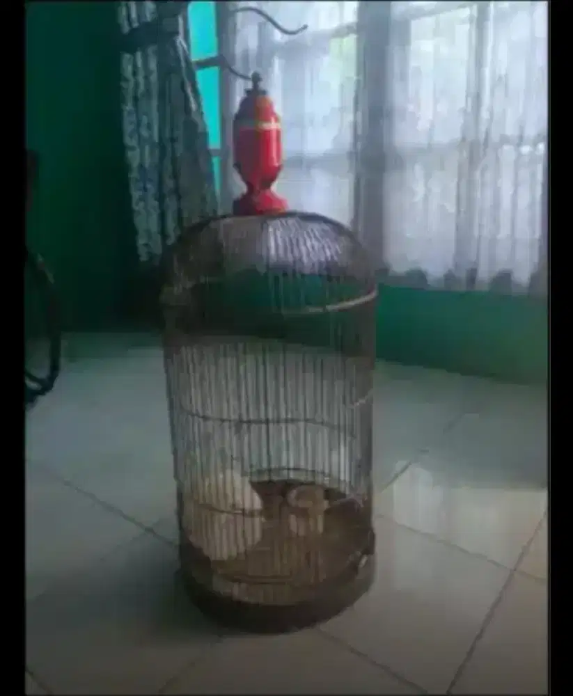 KANDANG BURUNG BOGOR BESI KOKOH COCOK BUAT LOVE BIRD