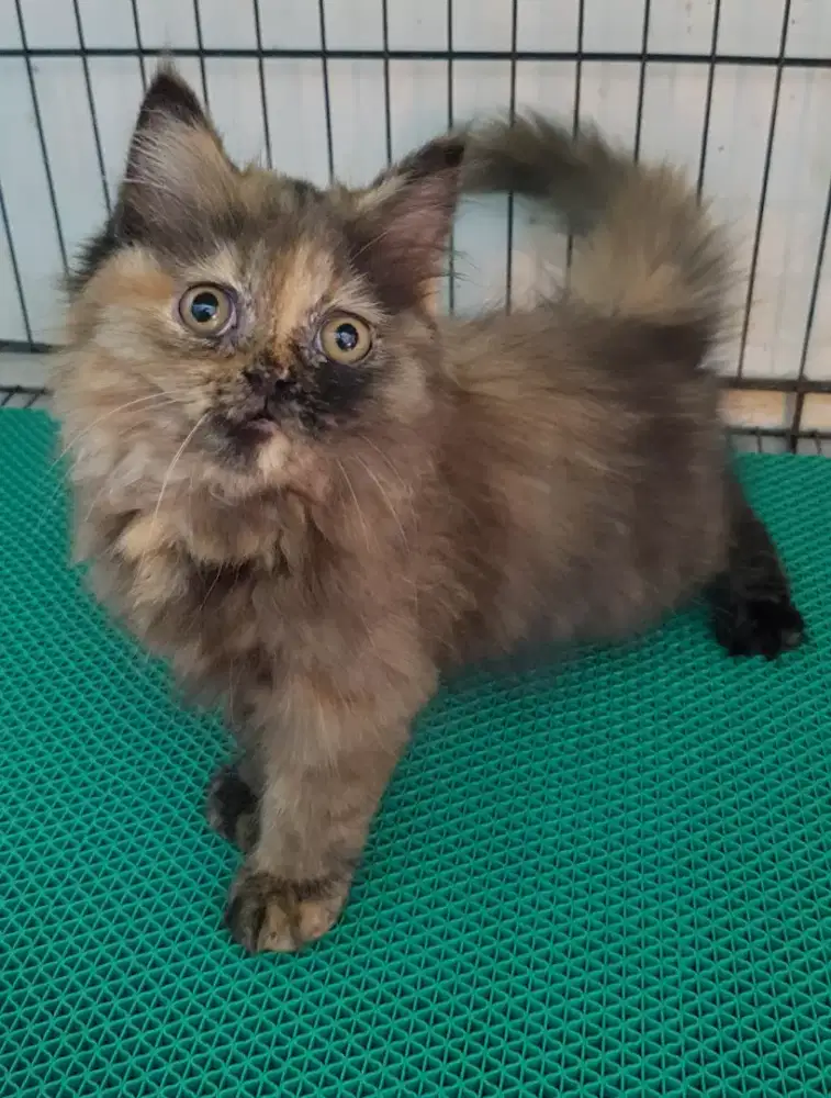 OPEN ADOPT KITTEN PERSIA