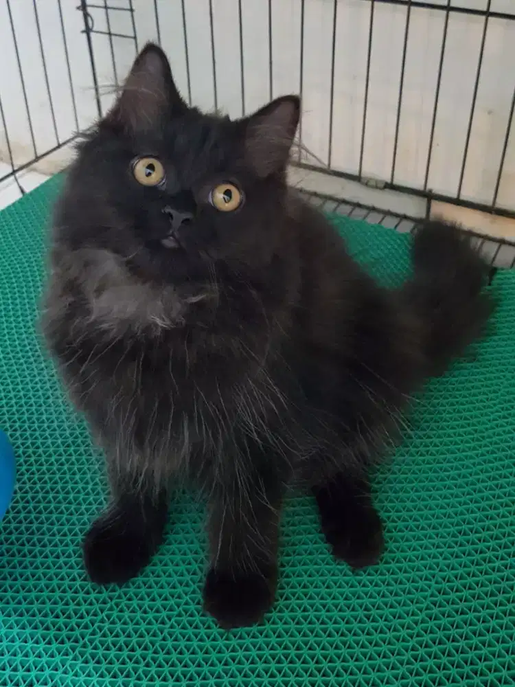 OPEN ADOPT KITTEN PERSIA