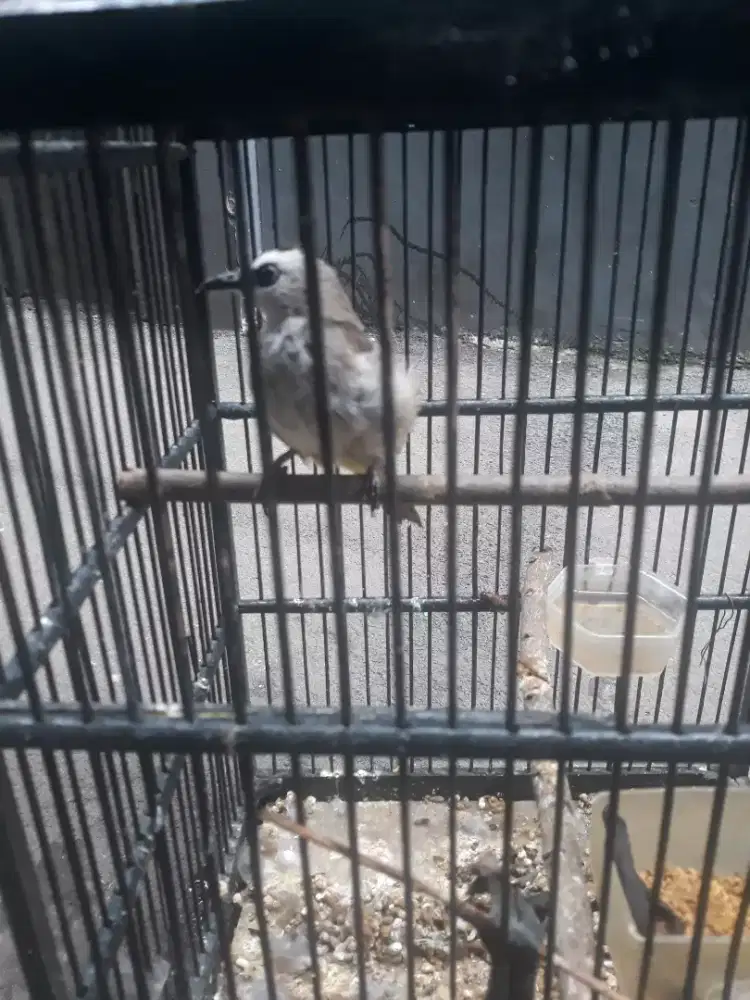 jogjog jawa jinak bunyi