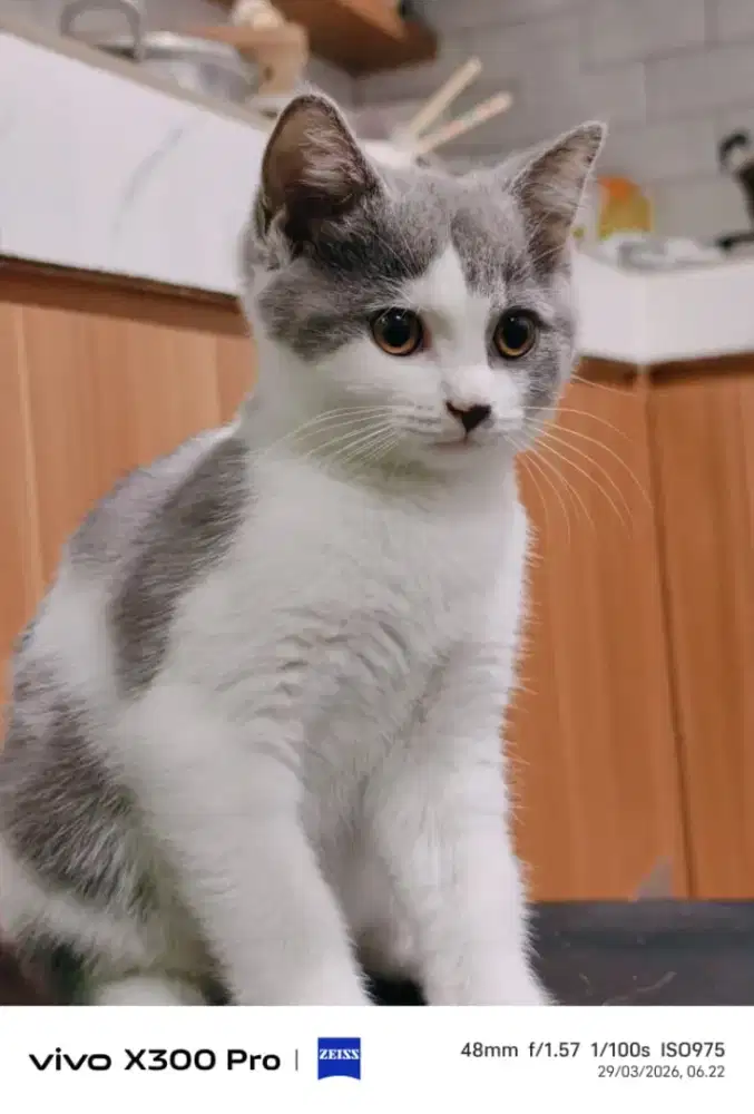 anakan BSH tulen dan BSH mix