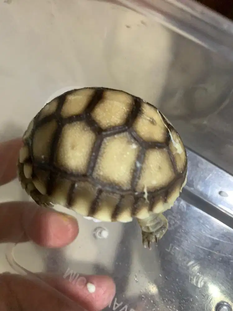 Bayi Sulcata (menetas 29 Maret)