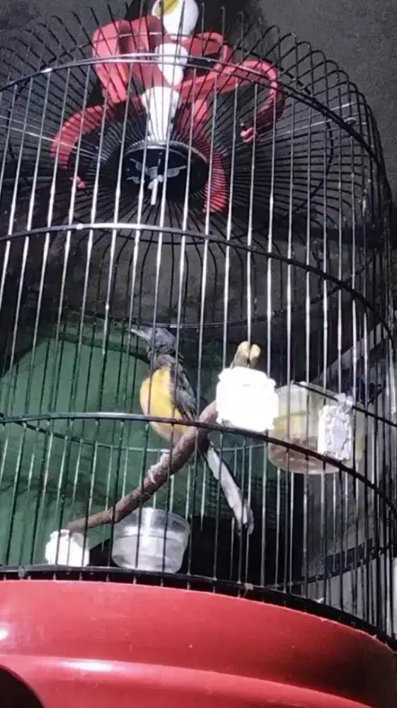 Murai Batu Medan Blorok Jantan Badan Gede Panjang Super Prospekan