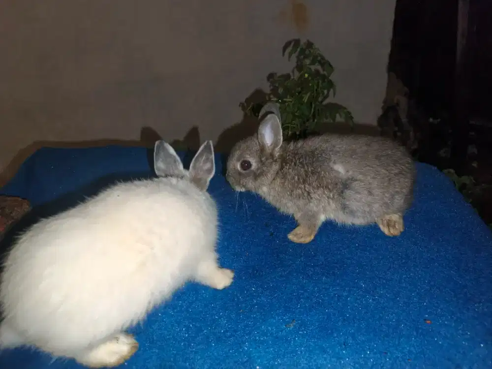 Kelinci Netherland Dwarf Pure sepasang