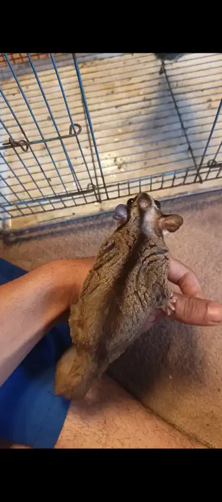 Sugar glider jantan 2 ekor fullset