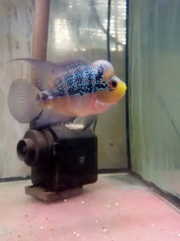 Jual ikan louhan cencu size 2,5 jarian