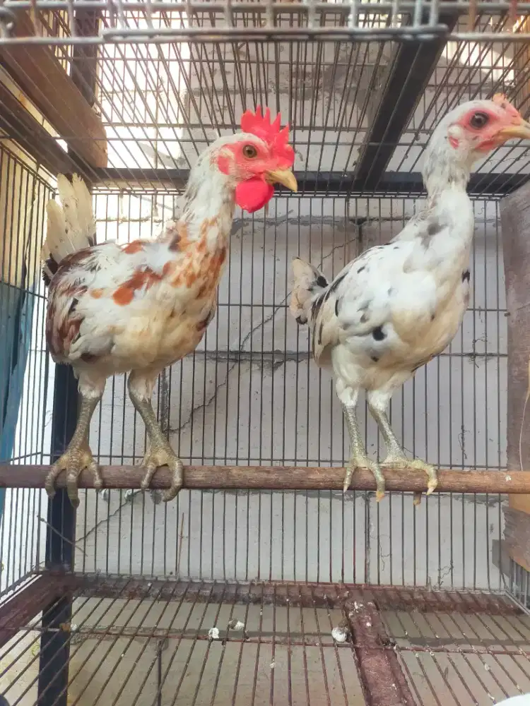 Ayam ketawa turunan Barata