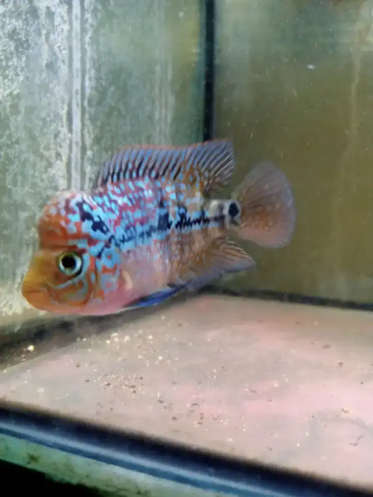 Jual ikan louhan kamfa f2 size 2 jari kurang