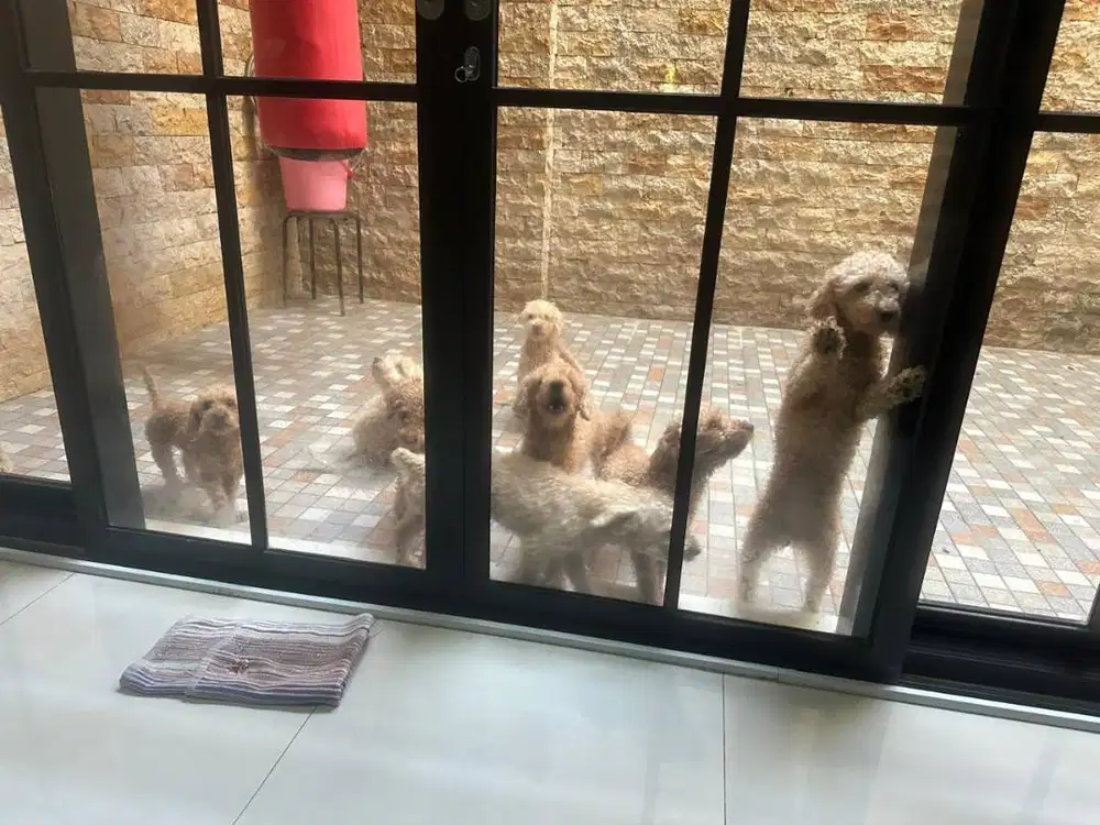 Kesempatan Langka! Semi Hibah Eksklusif untuk Para Dog Lovers