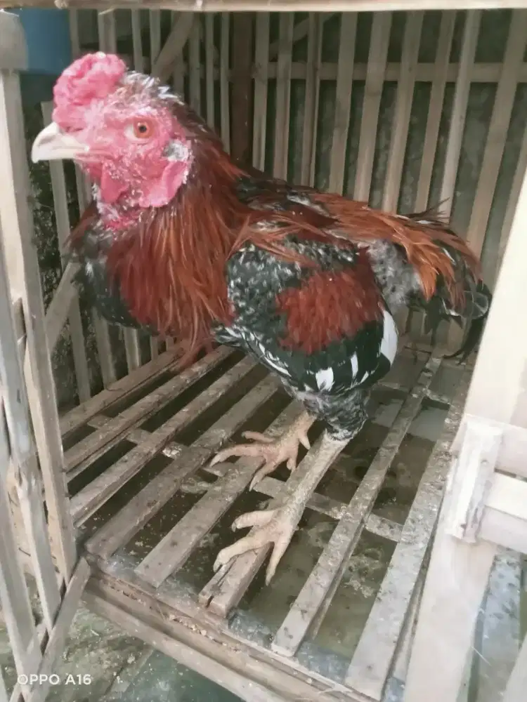Ayam bangkok msih gres