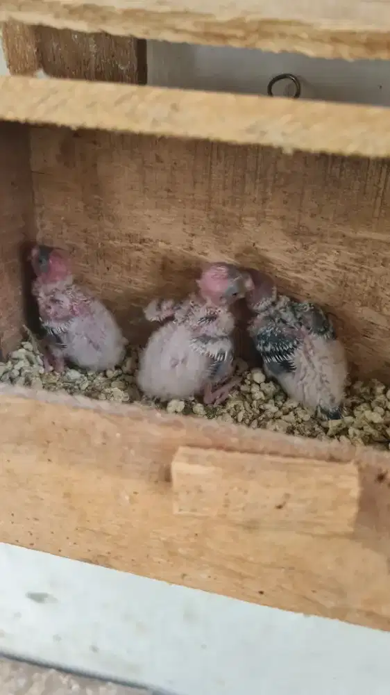 Budayakan baca, lolohan parkit masih di Glodok bahan Ff free fly