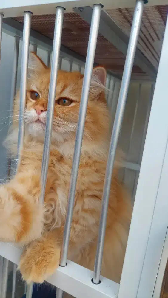 Kitten persia medium