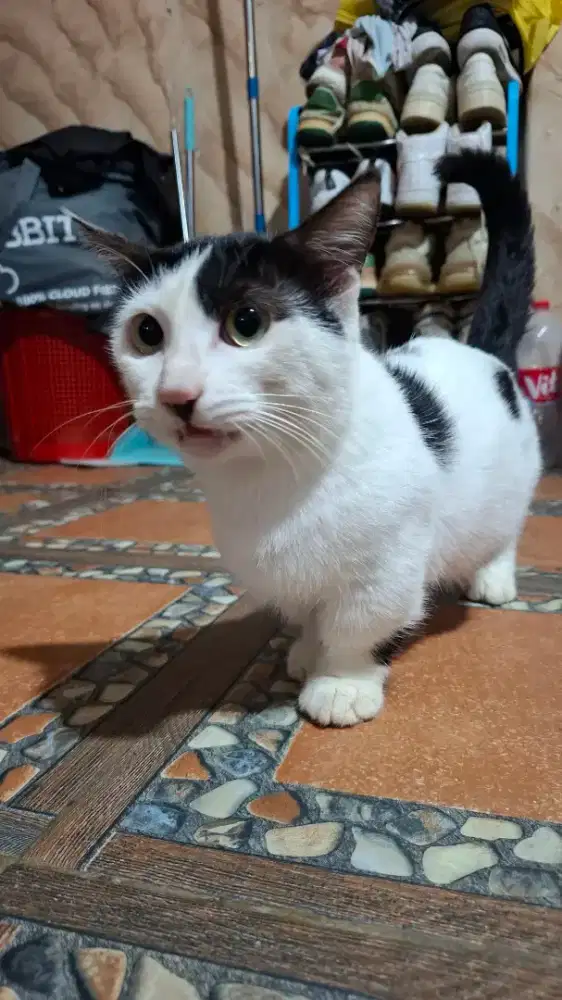 Kawin Kucing Munchkin