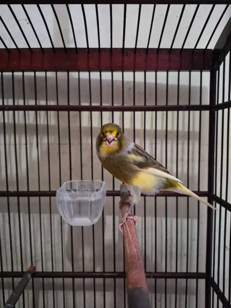 Kenari gacor kenari f1ys gacor kenari f1 gacor kenari ys gacor