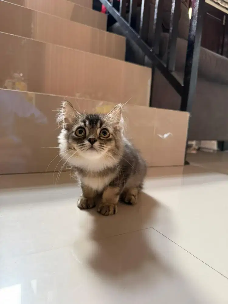 Lepas adopsi kucing scottish mix BSH