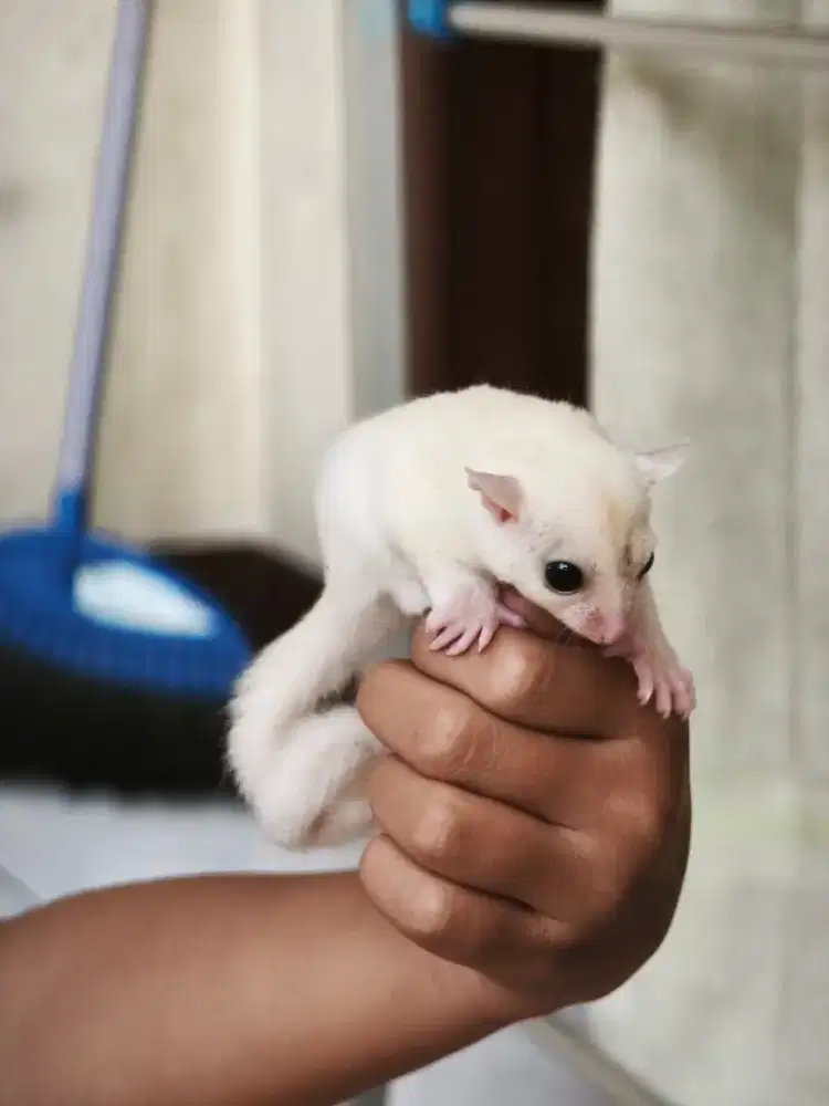 Sugar glider jantan dan betina 1 bulan