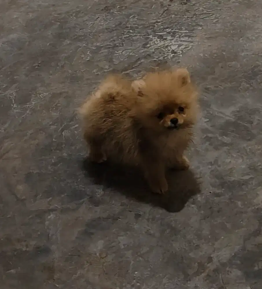 Anakan pomeranian betina non stambuk