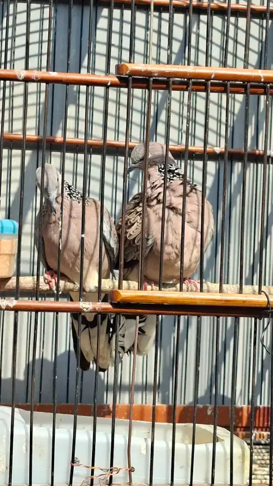 Tekukur/derkuku betina kuk 3 up 2 ekor