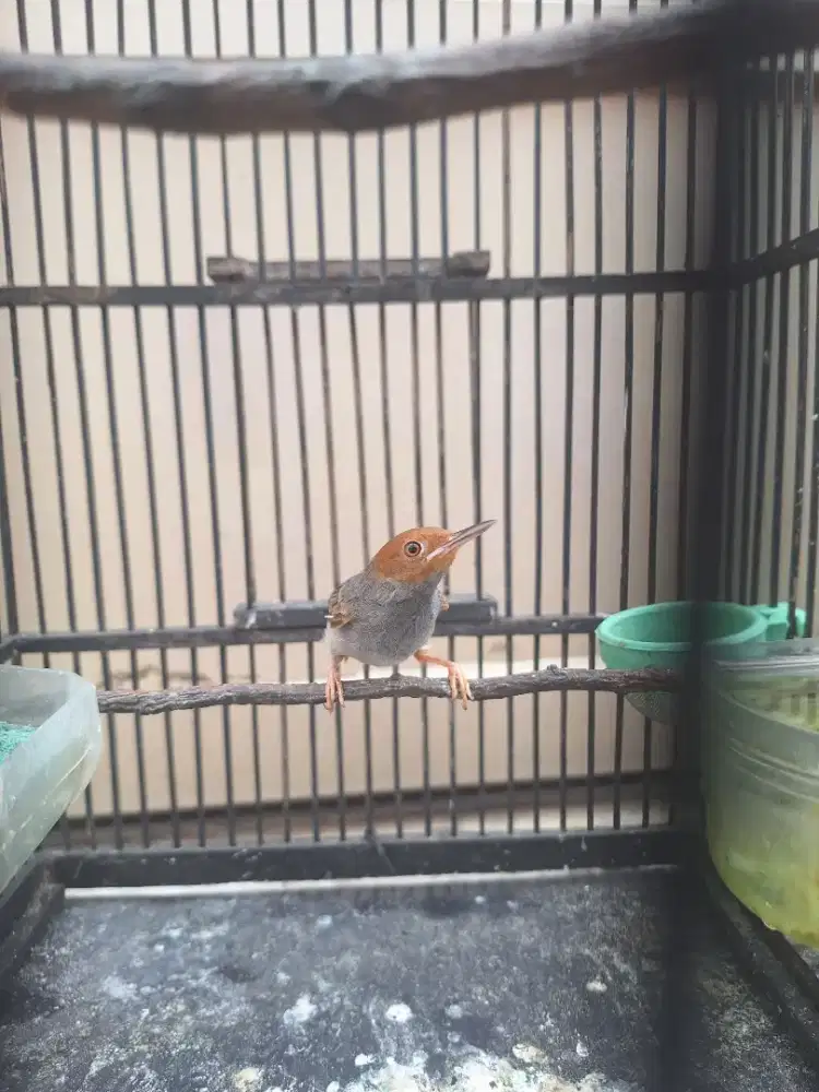 Prenjak merah jantan