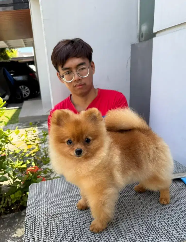 Super MiniPom 8 bulan