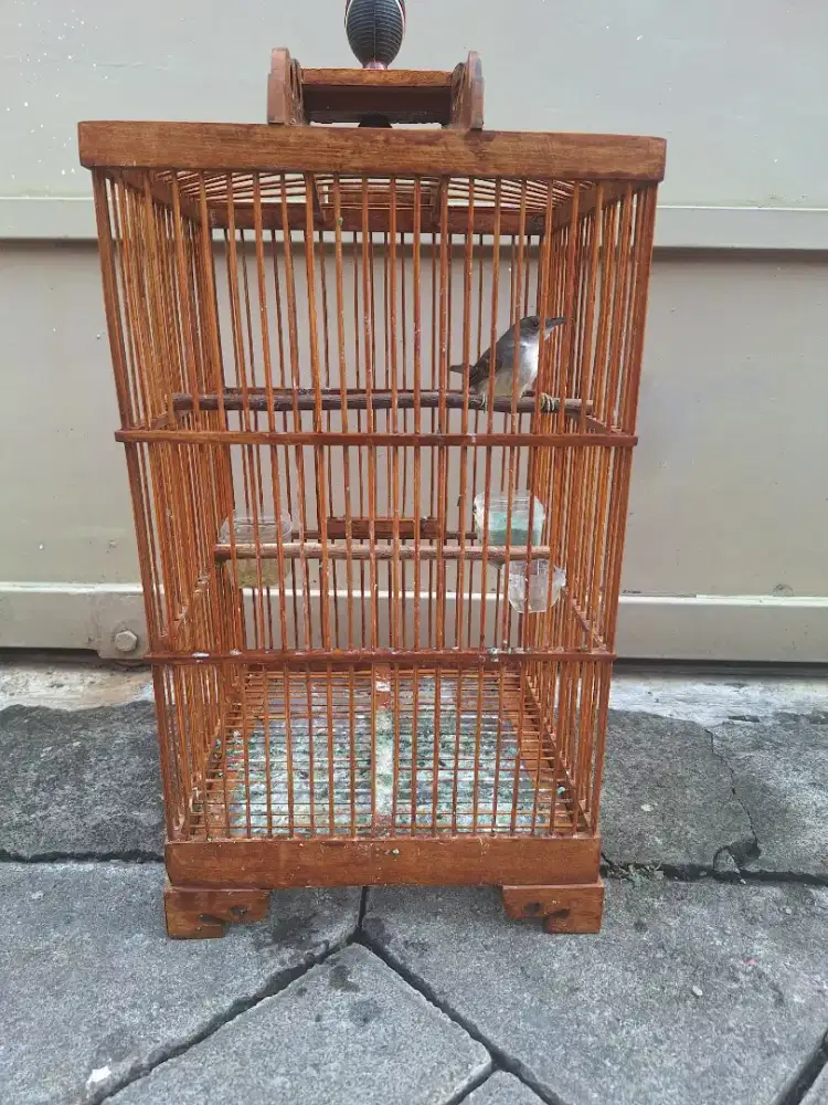 Prenjak putih jantan