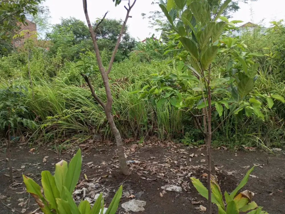 Dijual Tanah kapling  189 M2 SHM an sendiri desa Plumbungan